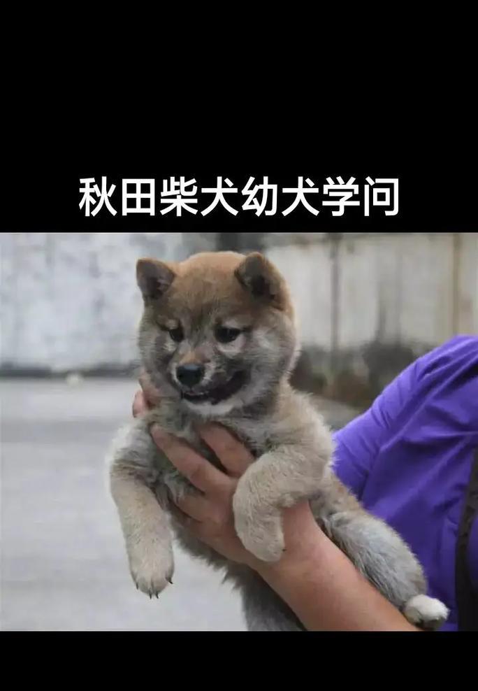 秋柴犬的饲养难度如何？是否值得购买及价格是多少？