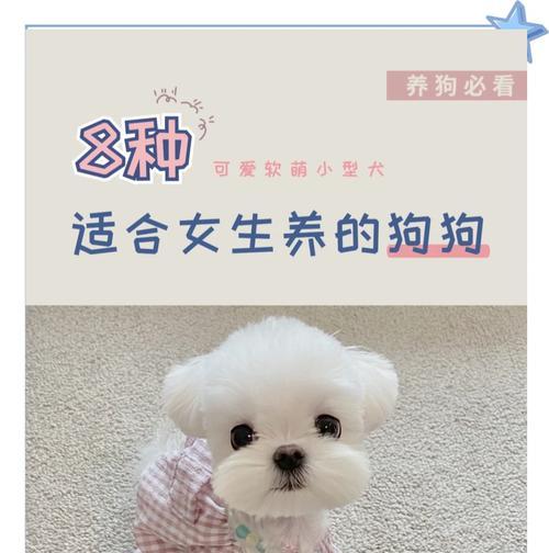 又圆又胖小型犬有哪些名字？这些犬种的特点是什么？