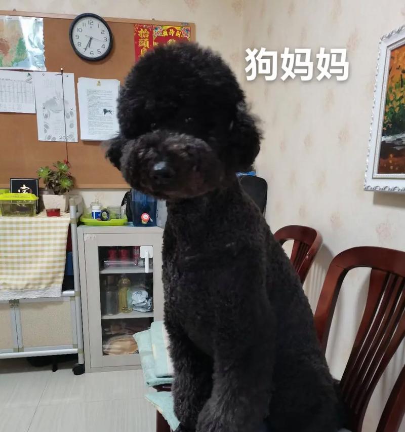 泰迪犬繁殖母犬的价格是多少？