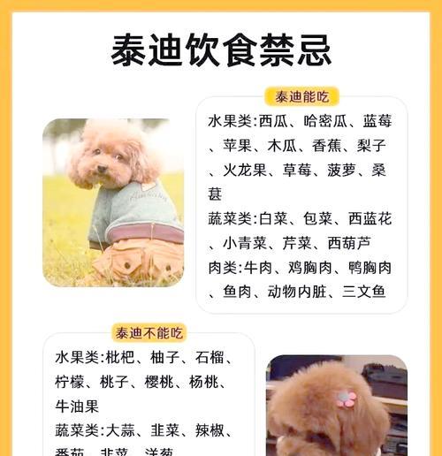 泰迪犬繁殖母犬的价格是多少？