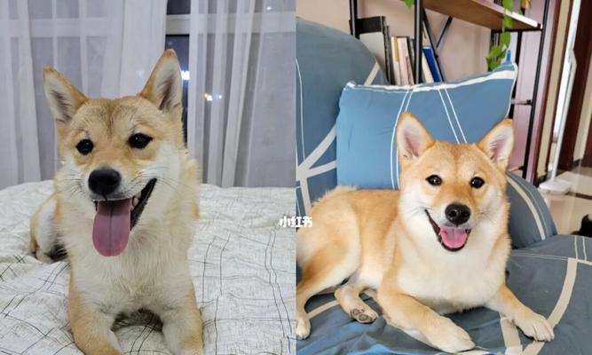 一个月大的柴犬每天需要喂多少粒？柴犬的喂食量如何控制？