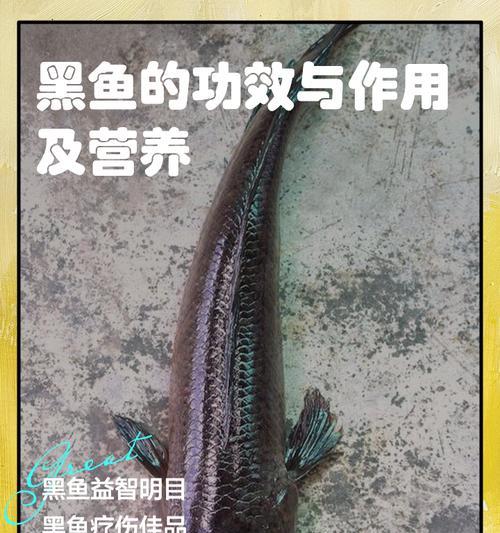 黑鱼苗为何能耐受缺氧环境？