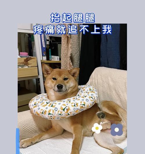 柴犬做绝孕手术的费用是多少？