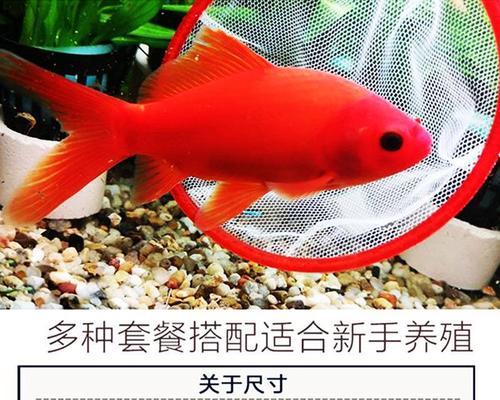 哪种鱼缸适合养鱼苗？选择时应该考虑哪些因素？