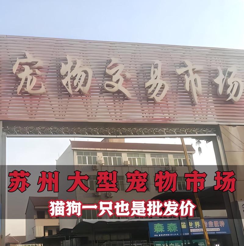 葫芦岛有哪些地方可以购买小型犬？推荐的宠物店有哪些？