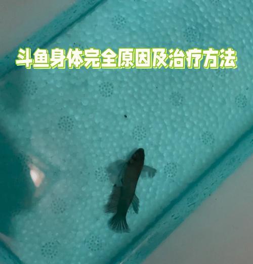 斗鱼鱼苗不动是生病了吗？如何处理？