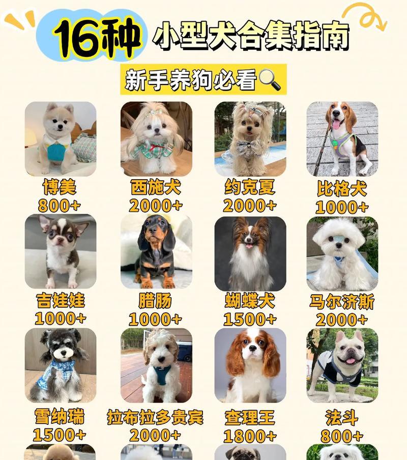 乳山有哪些小型犬适合看家护院？选择小型犬时应注意什么？