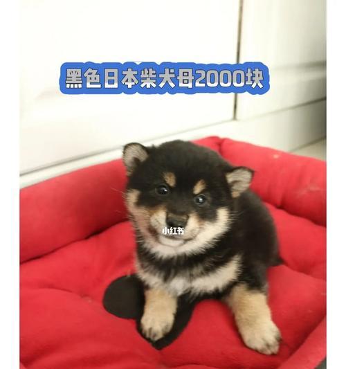 柴犬狗市幼犬可以养吗多少钱？购买时如何避免买到病犬？