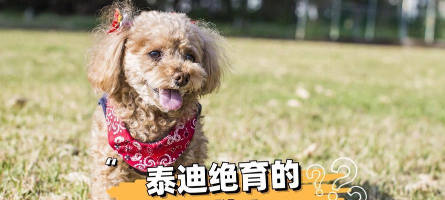 小型泰迪犬做绝育好吗？费用大概是多少？