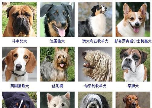 中国有哪些小型犬笨狗品种？它们的特点是什么？