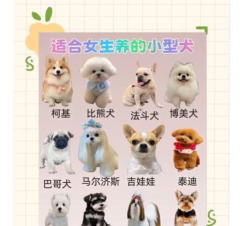 自然的小型犬类有哪些？这些小型犬的特点是什么？