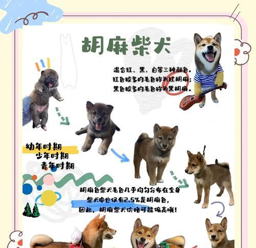 永城有养柴犬的吗？现在柴犬的价格是多少？