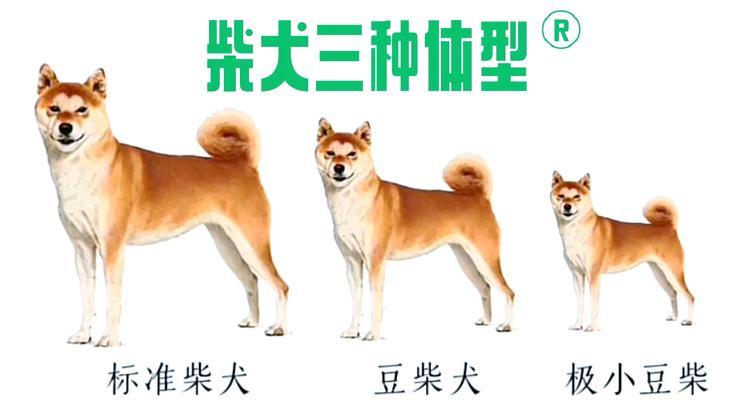 永城有养柴犬的吗？现在柴犬的价格是多少？