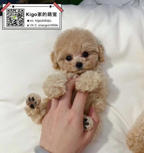 泰迪剪头发多少钱？泰迪犬美容的费用和注意事项有哪些？