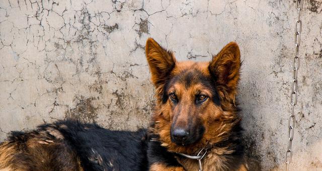 大型犬有哪些惊人的表现？这些表现背后的原因是什么？