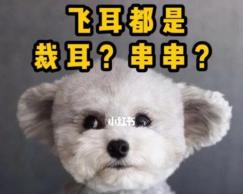 唐山飞耳泰迪的价格是多少？购买时应该注意什么？