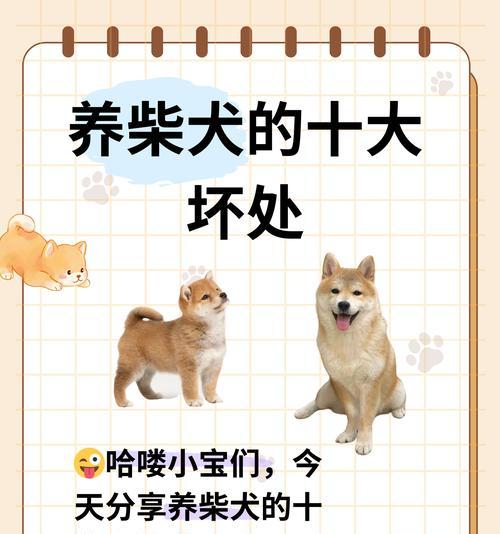 柴犬长大多少斤？如何科学饲养柴犬以达到理想体重？