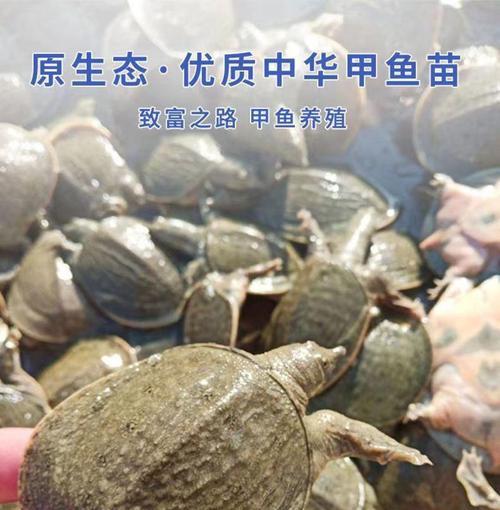 甲鱼苗快速生长需要喂食什么？