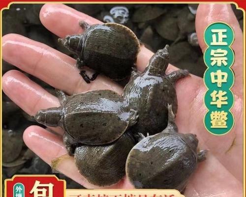 甲鱼苗快速生长需要喂食什么？