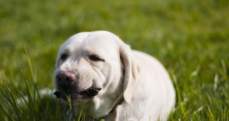 哪些肉类最适合大型犬食用？