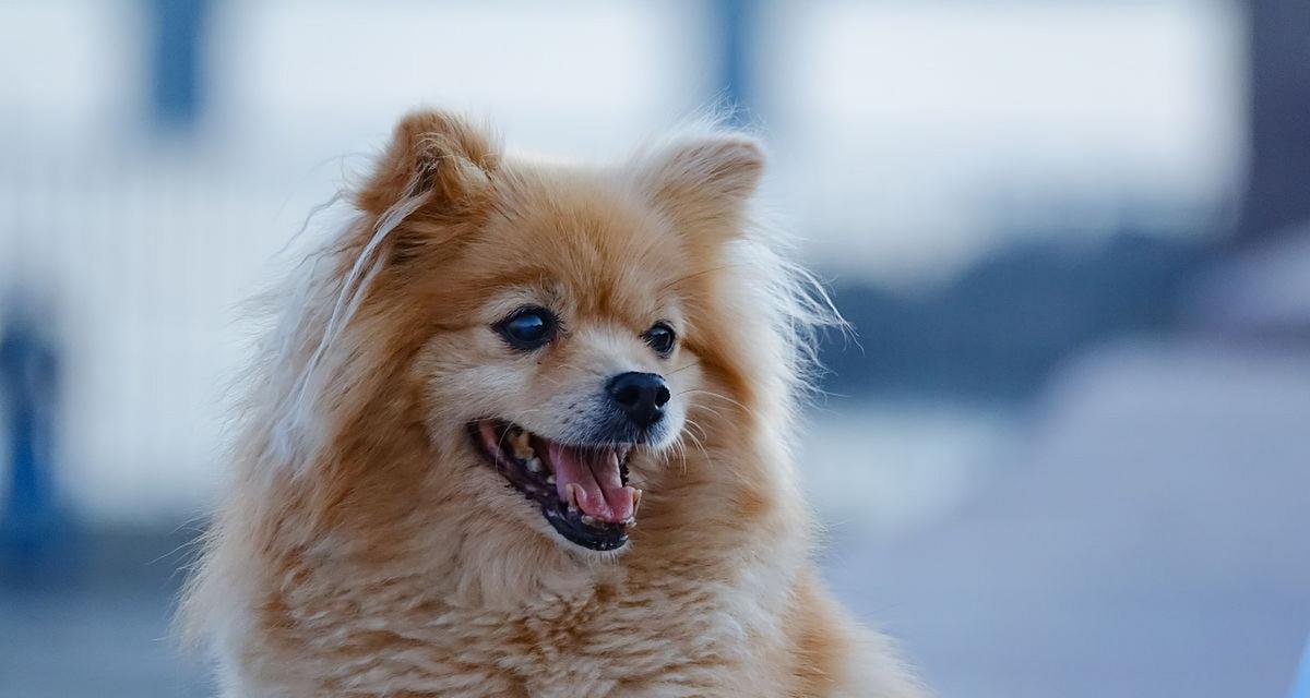 较小的小型犬品种有哪些？