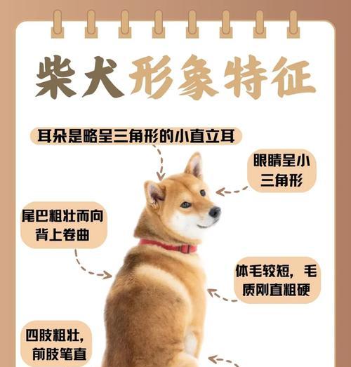 丰县回收柴犬的价格是多少？回收标准是什么？