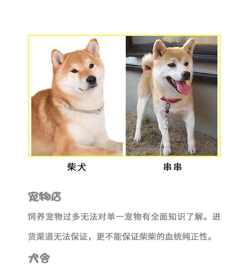 丰县回收柴犬的价格是多少？回收标准是什么？