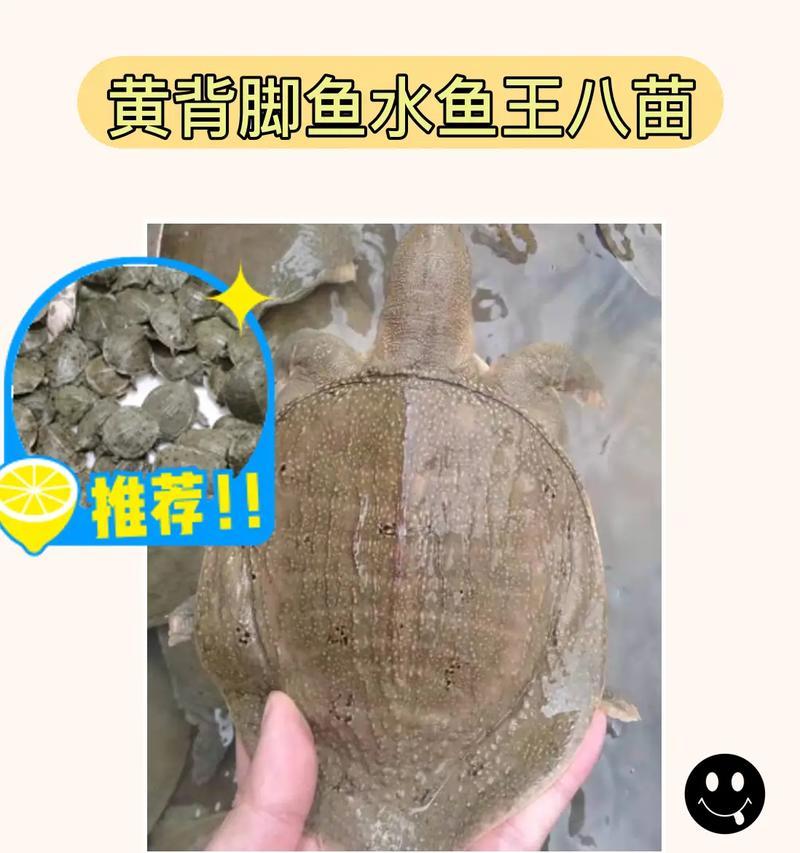 不用水的鱼苗是什么？不用水的鱼苗有哪些特点？