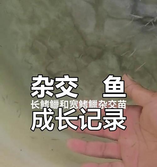 鱼苗发色不一致是什么原因？