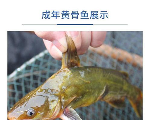 滴流加水会导致鱼苗死亡吗？