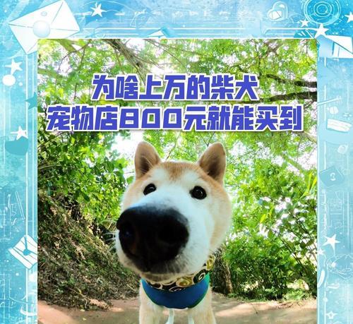 在狗市购买白色柴犬是否可靠？价格大概是多少？