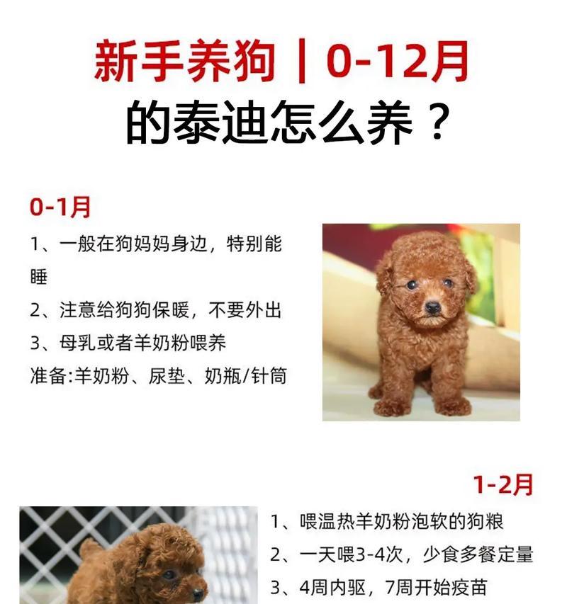 智能泰迪狗的市场价是多少？