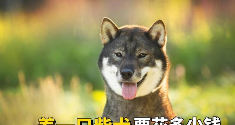 柴犬是否适合当代年轻人养以及价格是多少？