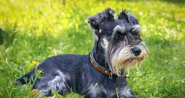 市面上有哪些好看的小型犬？如何选择外观与性格兼具的小型犬？