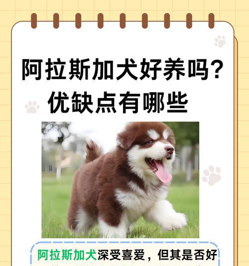 哪些大型犬是富人喜欢饲养的？