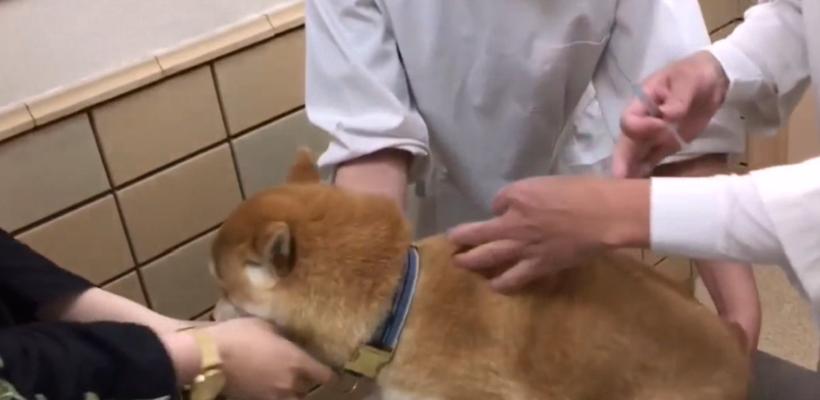 再次被柴犬咬伤需要打针吗？打针的费用大概是多少？