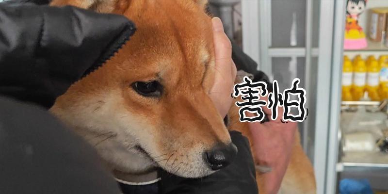 再次被柴犬咬伤需要打针吗？打针的费用大概是多少？