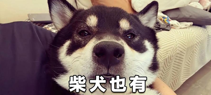 柴犬皮肤病的治疗费用是多少？预防柴犬皮肤病的方法有哪些？