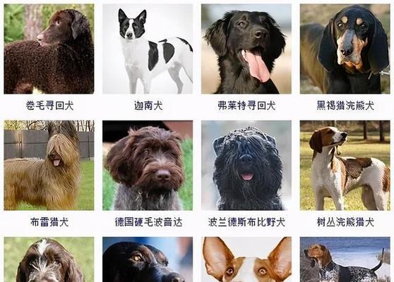 中小型毛长的犬有哪些品种？它们的特点是什么？