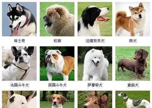 中小型毛长的犬有哪些品种？它们的特点是什么？