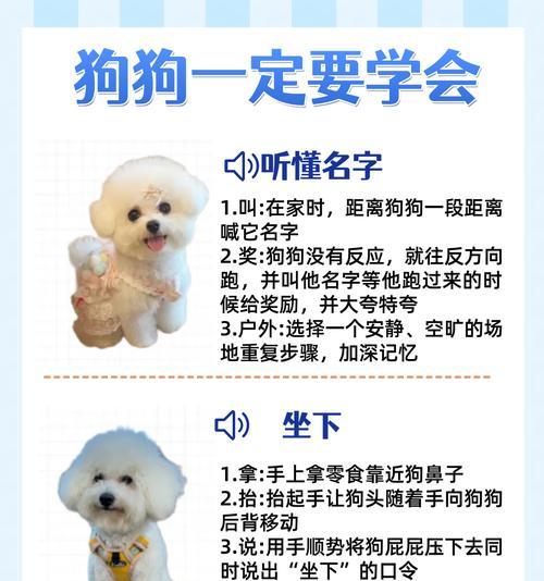 小型犬哪些比较乖的狗比较聪明？如何训练它们更听话？