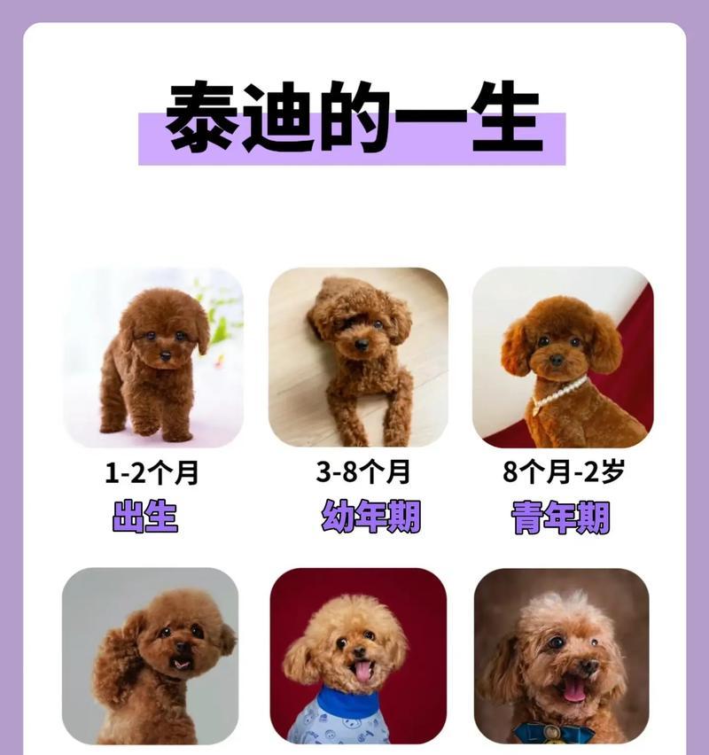 一岁半泰迪犬的年龄相当于人类多少岁？