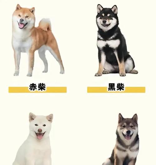 柴犬多少斤超重啊？柴犬的理想体重是多少？