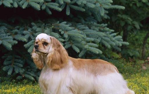 老美爱养的大型犬品种有哪些？这些犬种有何特点？