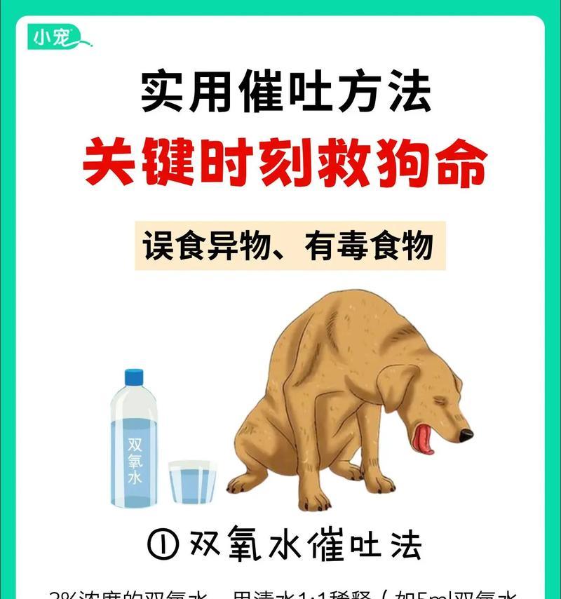 狗狗吃了点粮就吐怎么办？这种情况应该怎么办？